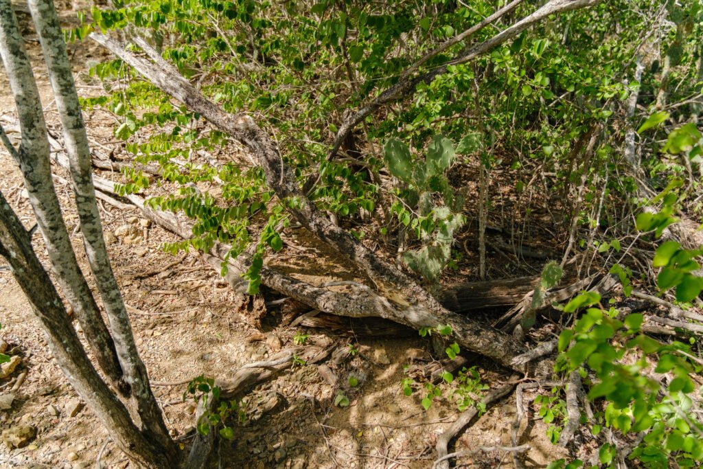 260110-DerekOlbino10