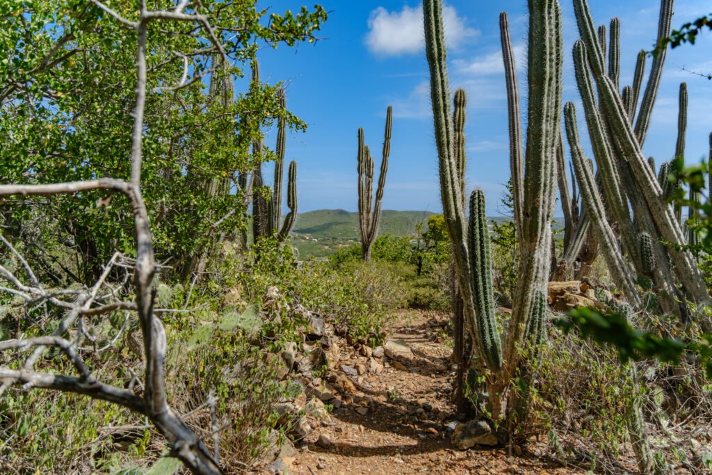 260110-DerekOlbino12