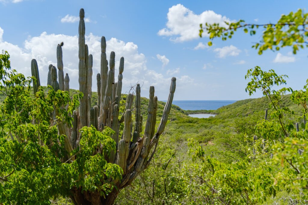 260110-DerekOlbino33