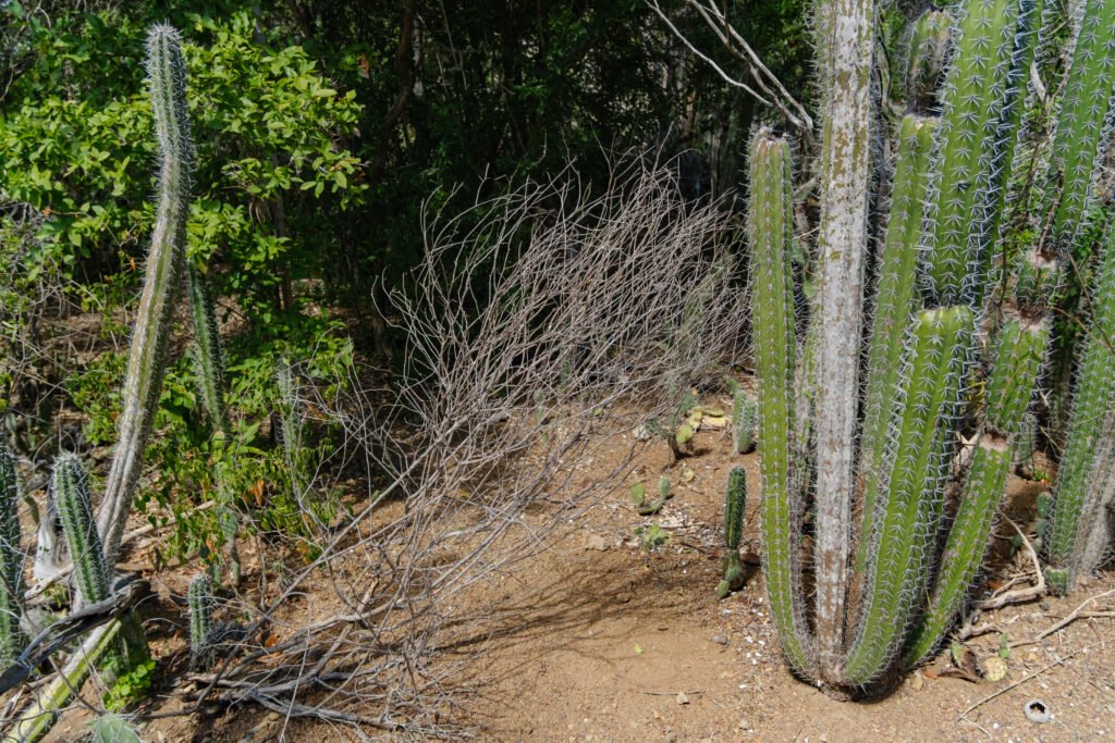 260110-DerekOlbino34