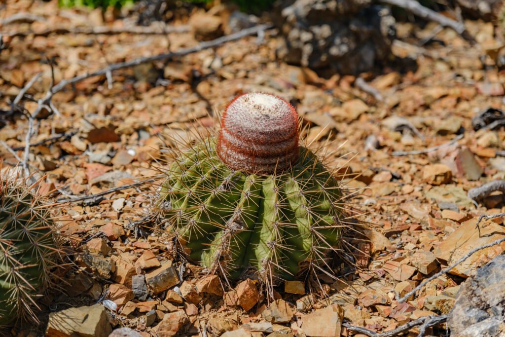 260110-DerekOlbino36