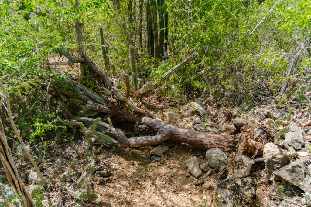 260110-DerekOlbino37